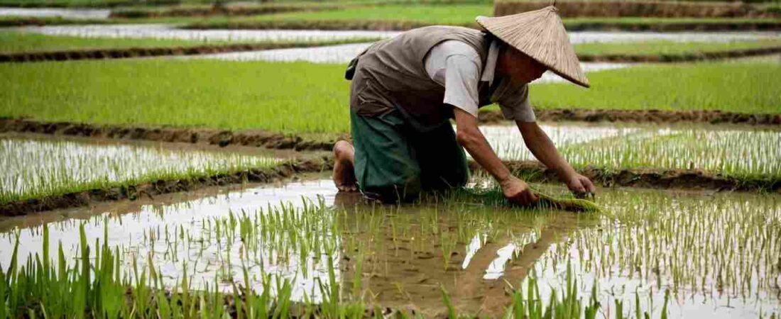 Mitti Labs, el futuro de los Arrozales, la IA convierte el metano en riqueza rural